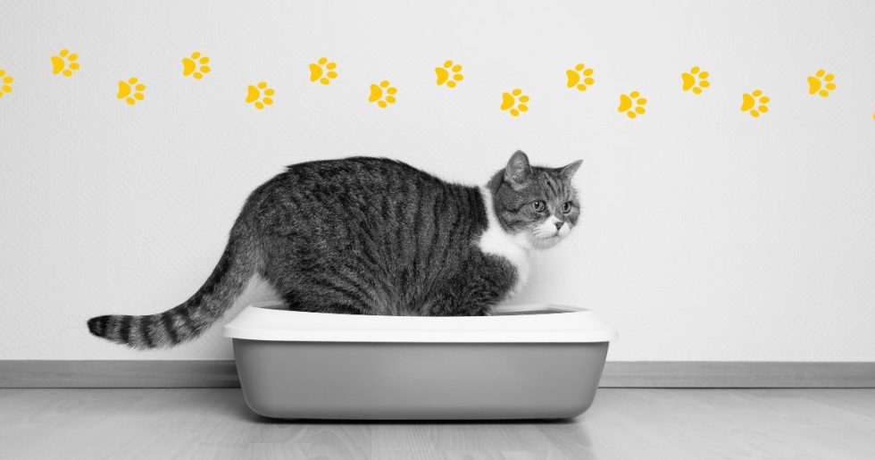The environmental impact of cat litter Climate Pets