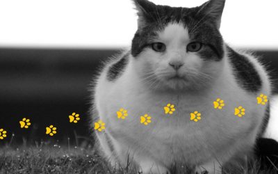Overfeeding your cat – a real problem