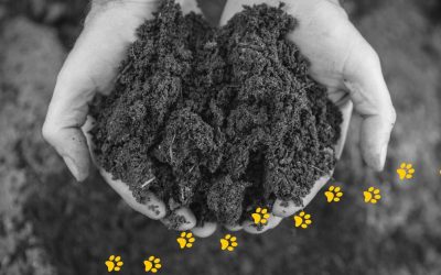Composting Dog Poo: Turn Your Pet’s Waste into Nutrient-Rich Soil for Your Garden