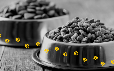 Can I feed my cat and dog a vegan diet? The latest scientific evidence in a simple blog post